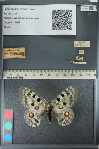 Media type: image;   Entomology 175462